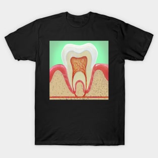 Medical illustration Tooth Anatomy T-Shirt